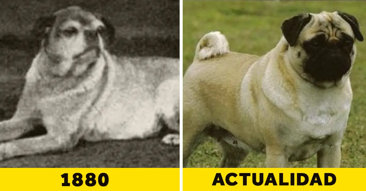 10 Hechos que han convertido a los Carlinos o pugs en el reflejo de la crueldad y el egoísmo humano