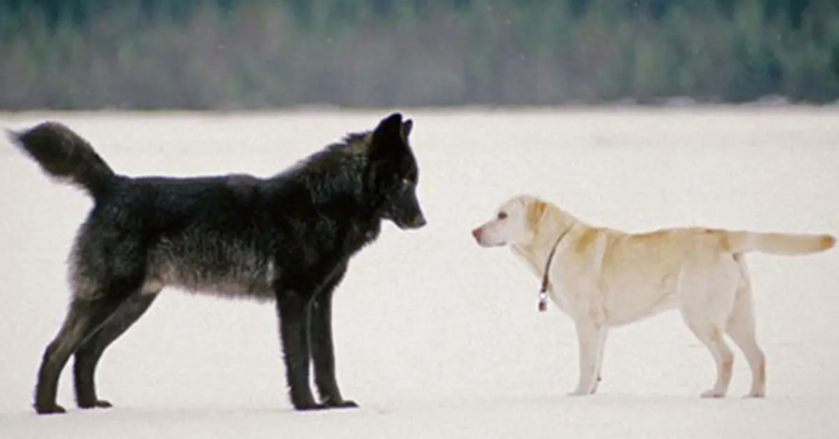La amistad entre un perro y un lobo que inspiró a toda una ciudad