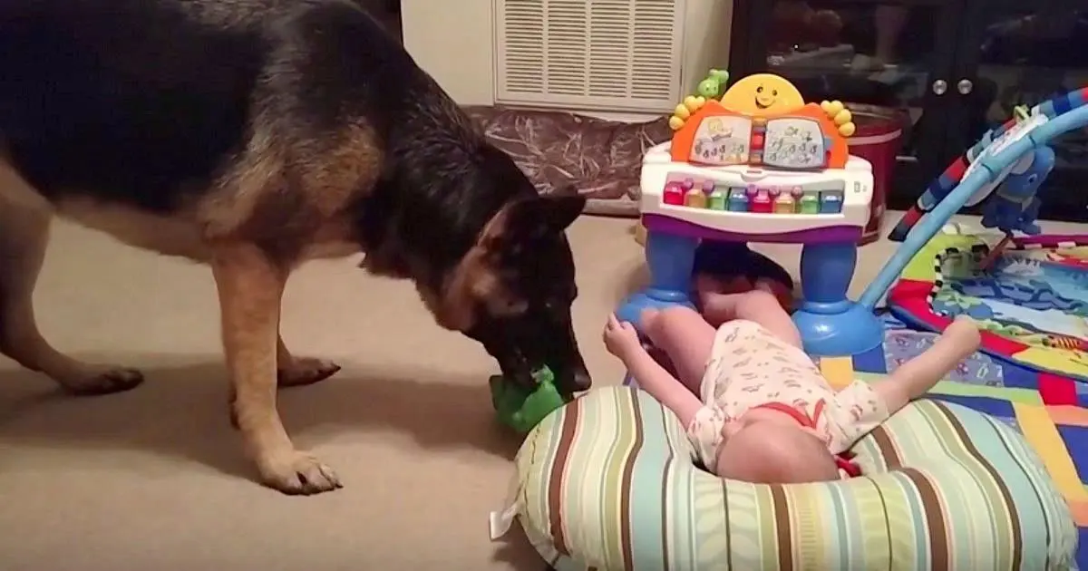 Cuando escuchó el alboroto que estaban formando su bebé y el perro, no esperaba encontrarse con esta escena