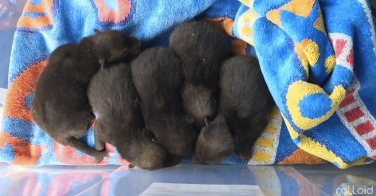 El gran error de encontrar 5 cachorros abandonados y creer que eran perros