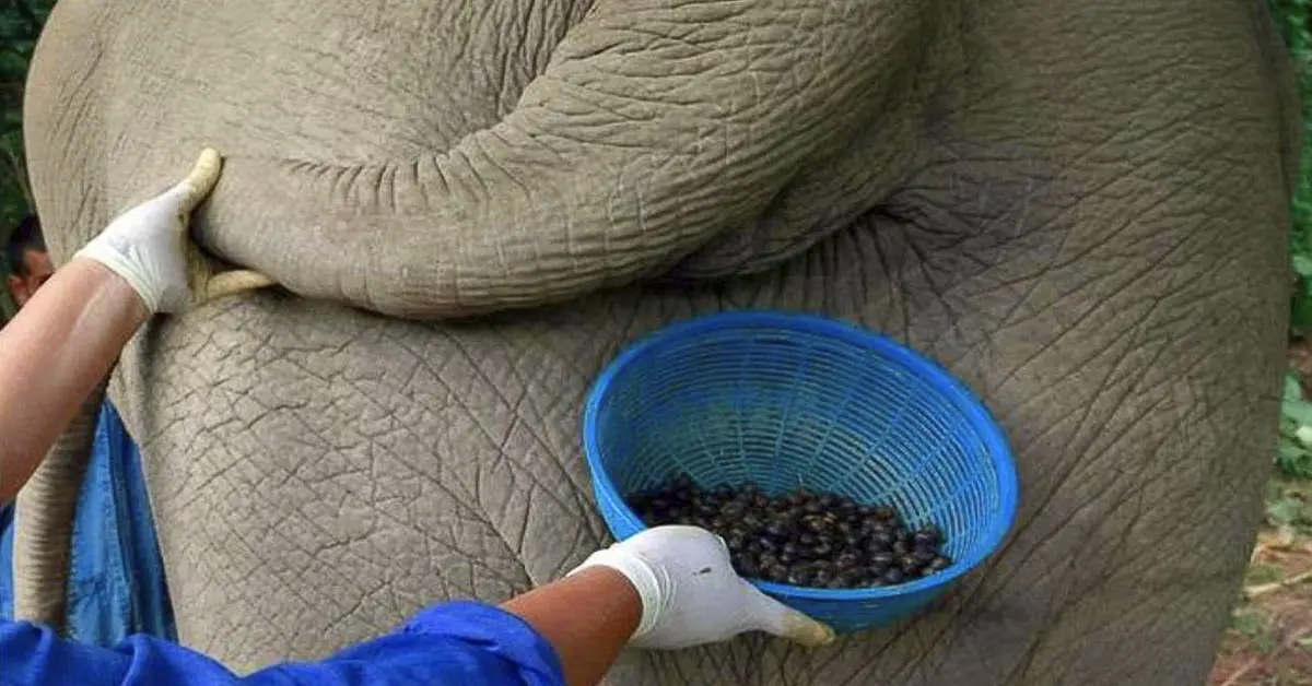 Prueba el café más caro del mundo extraído directamente de los excrementos de un elefante