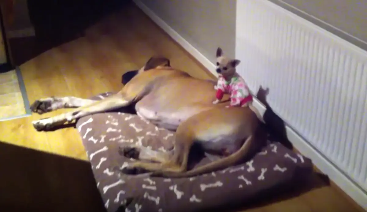 Este cachorro desaparecía todas las noches, así que los dueños decidieron grabarle con una cámara