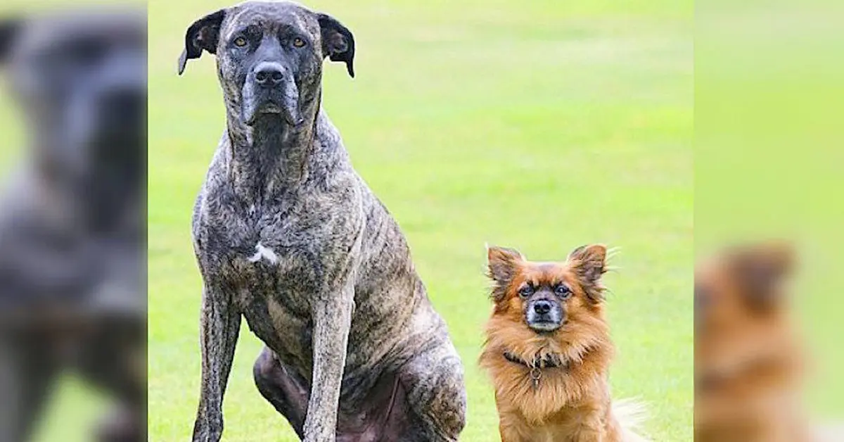 Un enorme mastín y una diminuta pomerania tuvieron un cachorro y su cría ha puesto patas arribas Internet