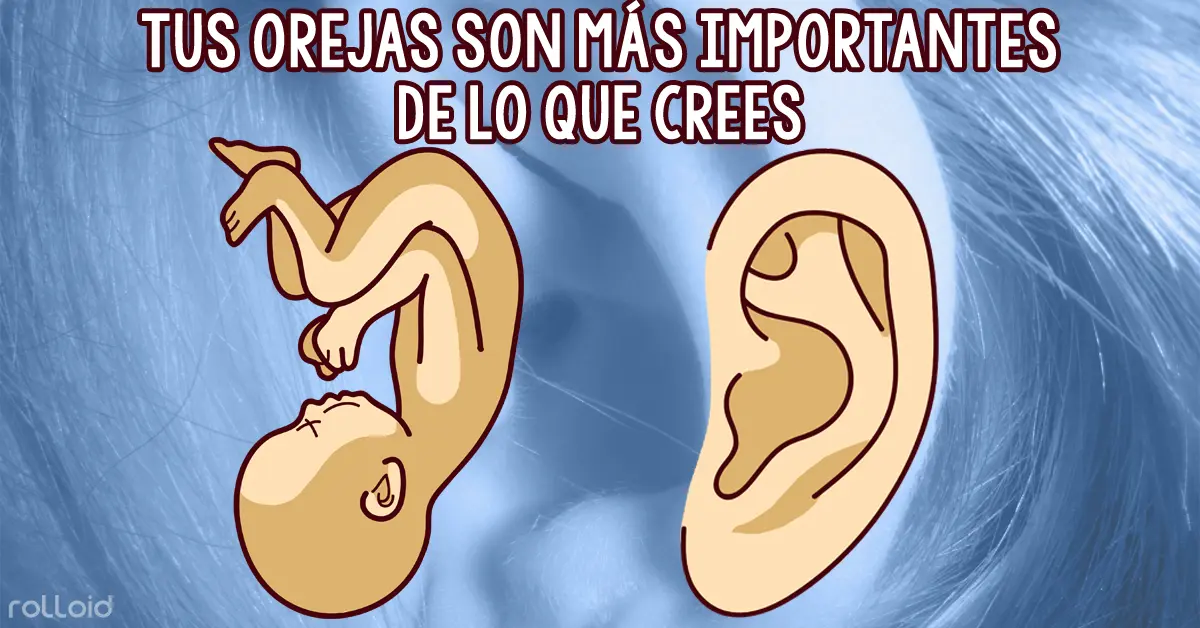 6 Cosas que la forma y el color de las orejas muestran sobre nuestro cuerpo