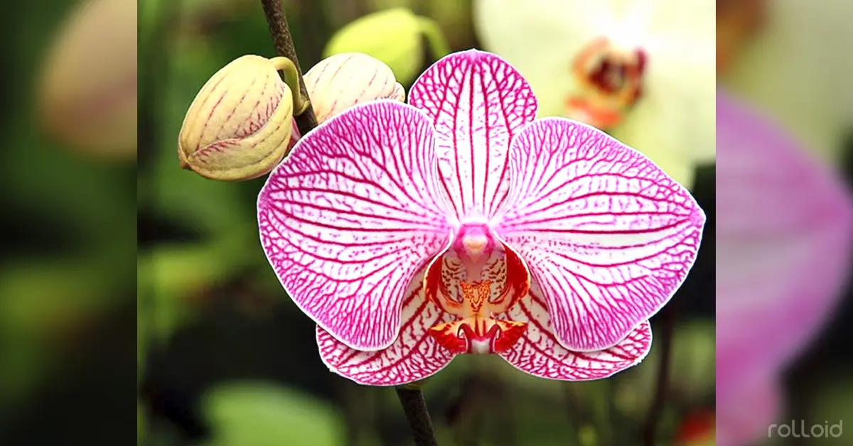 10 Flores que podrías comer directamente de tu jardín