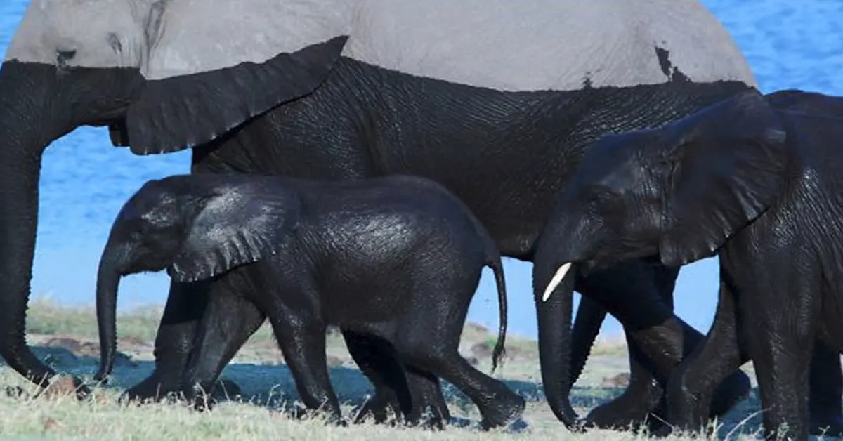 20 Divertidas situaciones de animales que te harán reír un buen rato