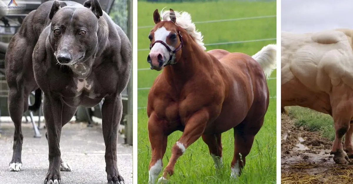12 Imágenes de animales que parece que van todos los días al gimnasio