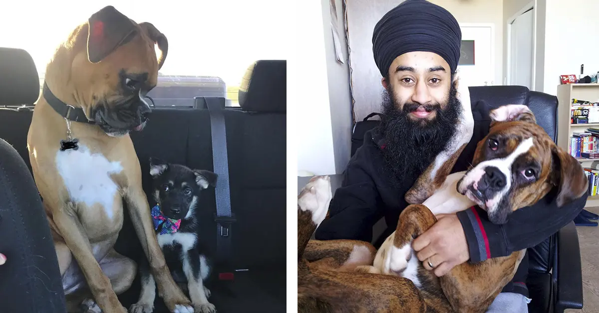 20 Divertidas Imágenes que coronan a los bóxers como los perros más inesperados de todos los tiempos