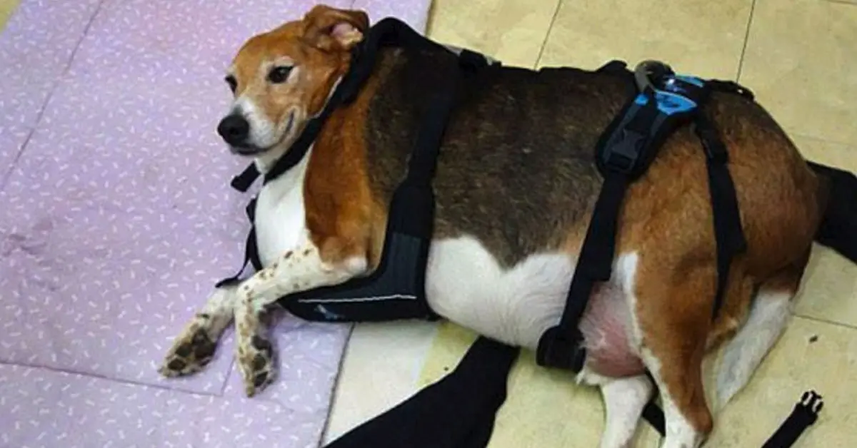 Un pequeño perro se viraliza al dar un giro radical en las redes