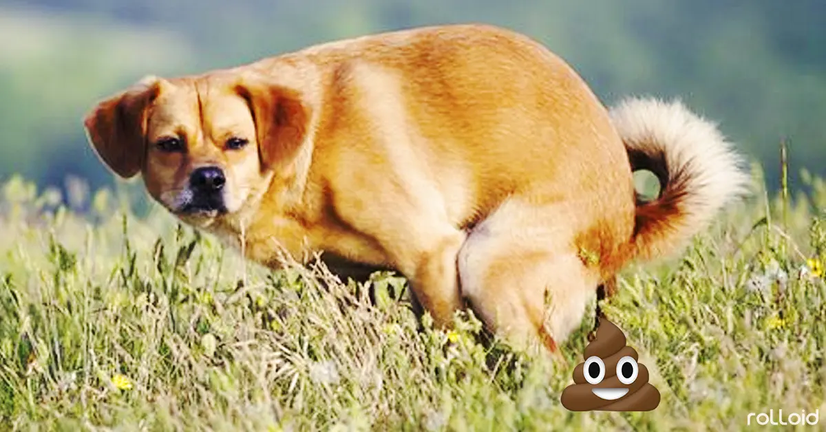 ¿Sabías por qué los Perros nos miran fijamente cuando hacen caca?