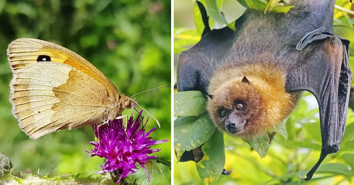 5 Animales sin los que no podríamos vivir sin saberlo