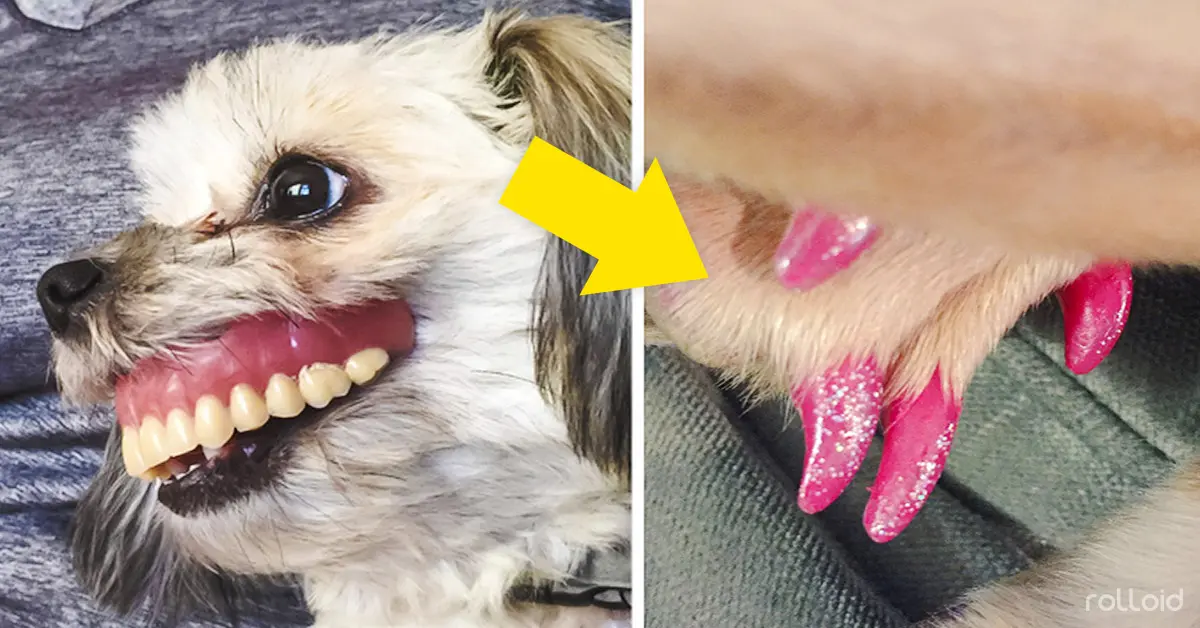 14 Razones por las que 'Jamás' habría que adoptar una mascota