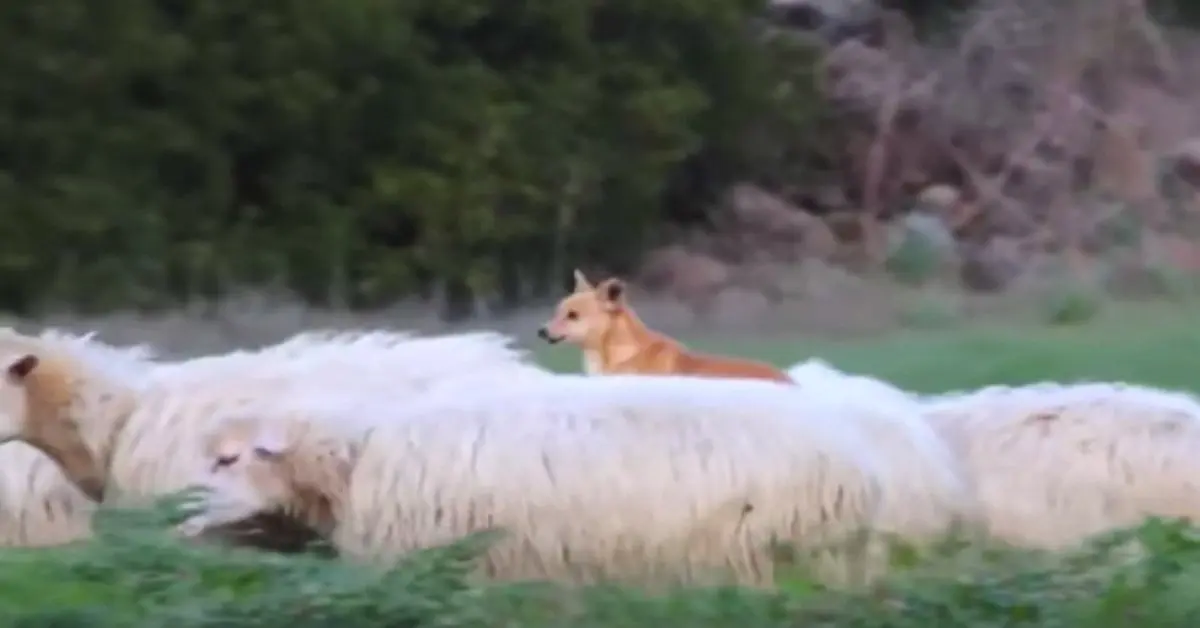 Un perro ha conseguido el método perfecto para guiar a las ovejas el solo por el campo