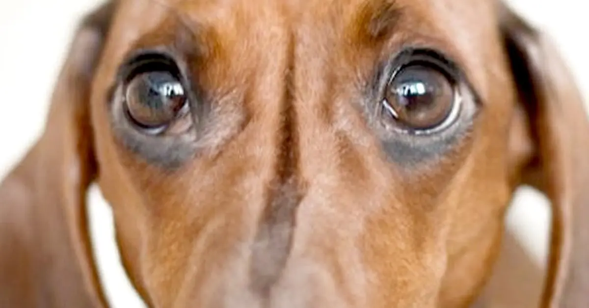 Un veterinario explica lo que hacen los perros momentos antes de decir su último adiós