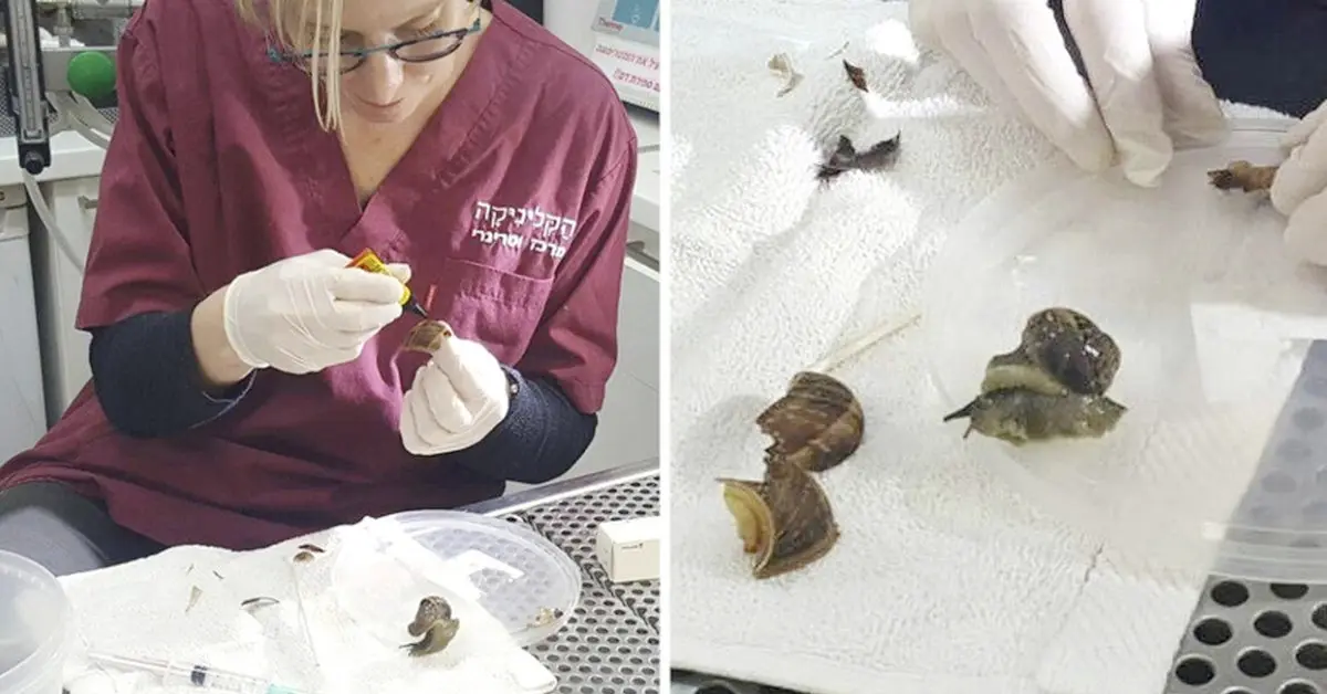 'Caracol Col Col, saca los cuernos al sol' La historia del caparazón roto que salvó la vida a un curioso caracol