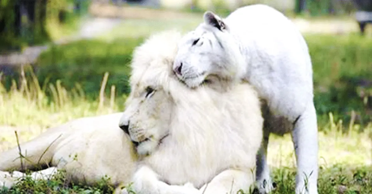 Un León blanco y una tigresa tuvieron cachorros... Y son la cosa más adorable del planeta