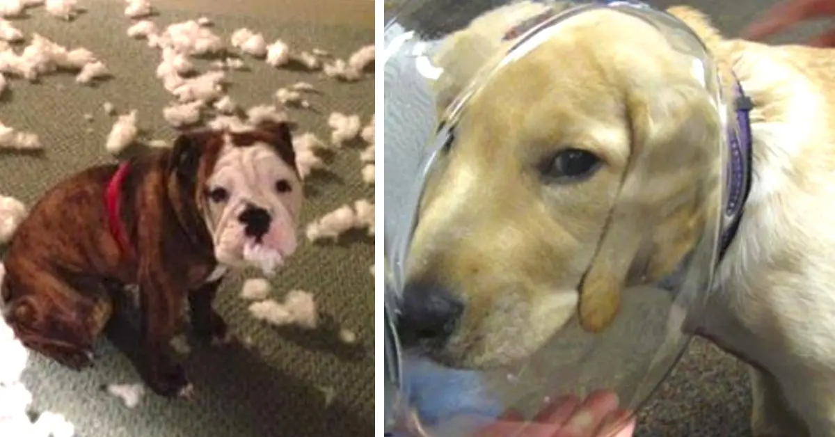 15 Escenas que posiblemente te harán plantearte tener un perro