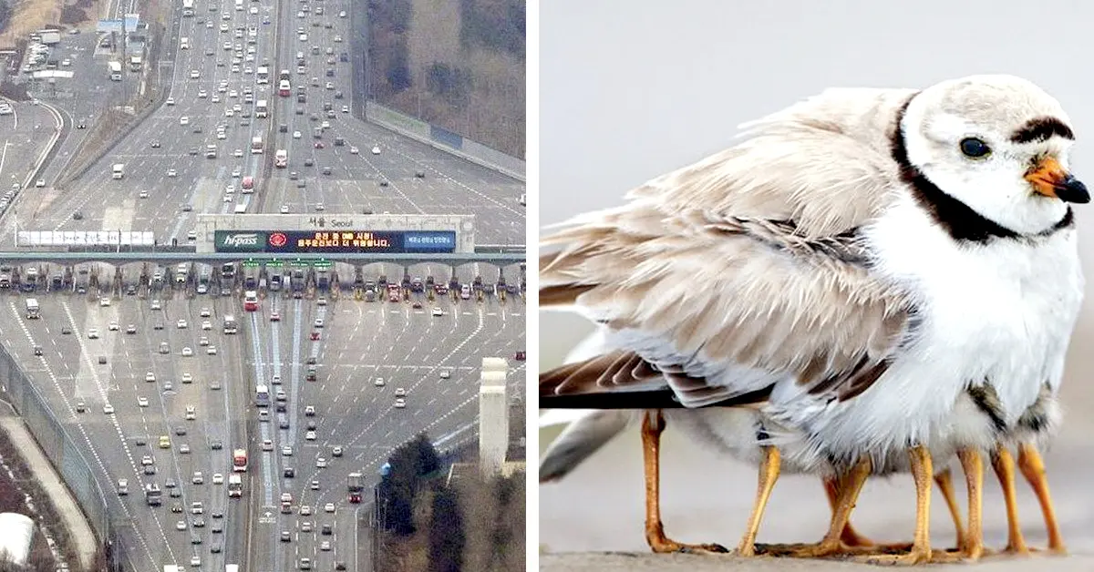20 Extrañas imágenes reales que tendremos que mirar dos veces para entenderlas bien