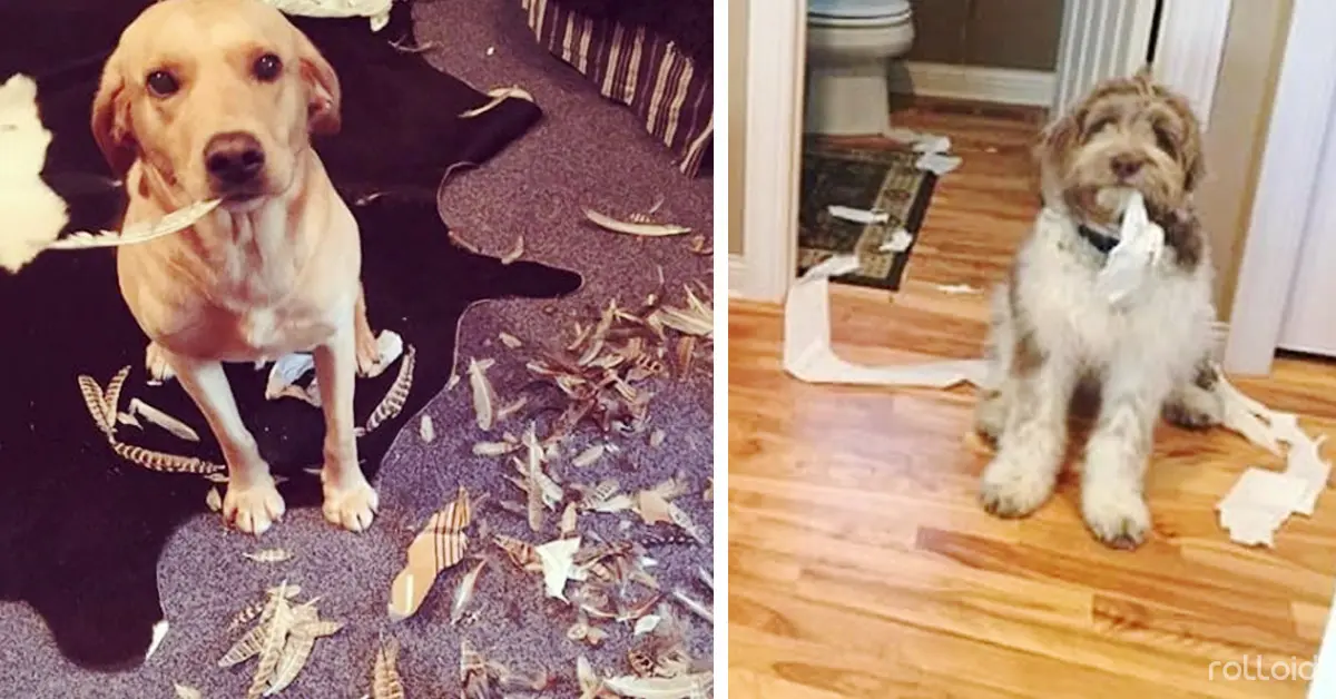 20 Perros que se volvieron locos cuando sus dueños no estaban en casa