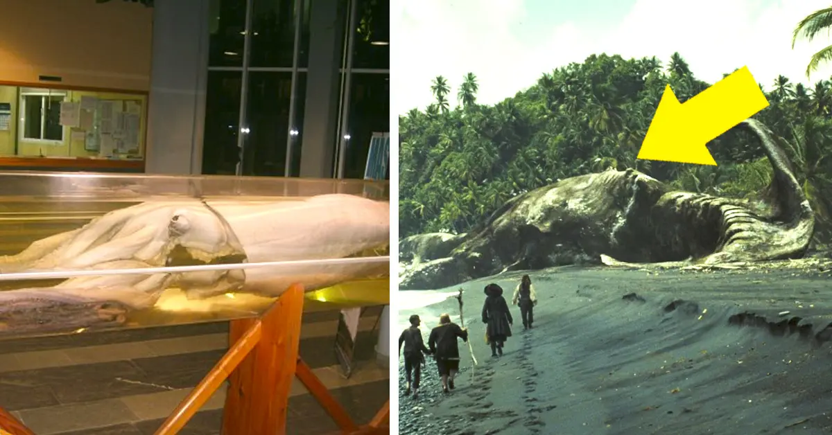 5 Criaturas gigantescas del mundo que viven con nosotros