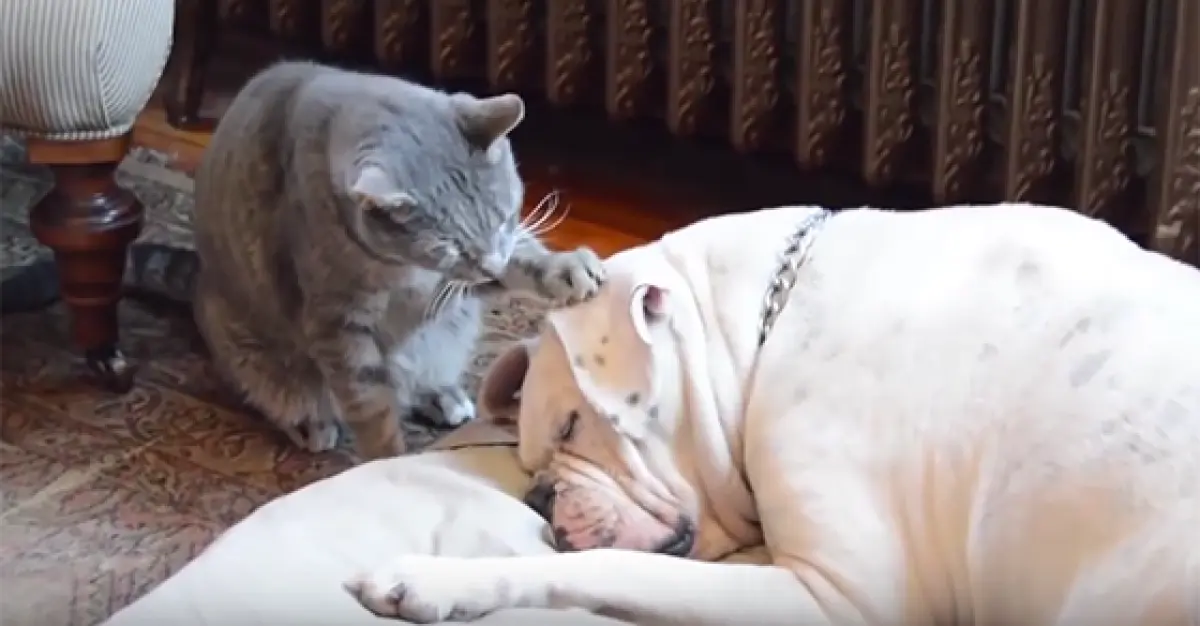 Este Gato trató de despertar a su amigo dormilón... Pero no podrás parar de reír con lo que ocurre
