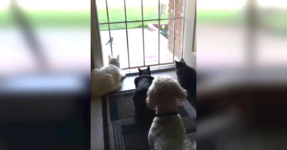 Este vídeo de sólo 22 segundos nos revela la mayor diferencia entre perros y gatos