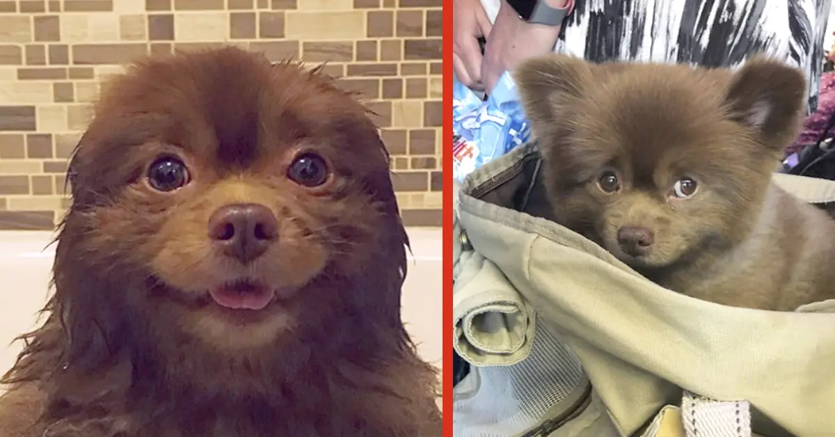 Un criador se arrepiente al abandonar un cachorro de 5 meses por ser "demasiado grande"