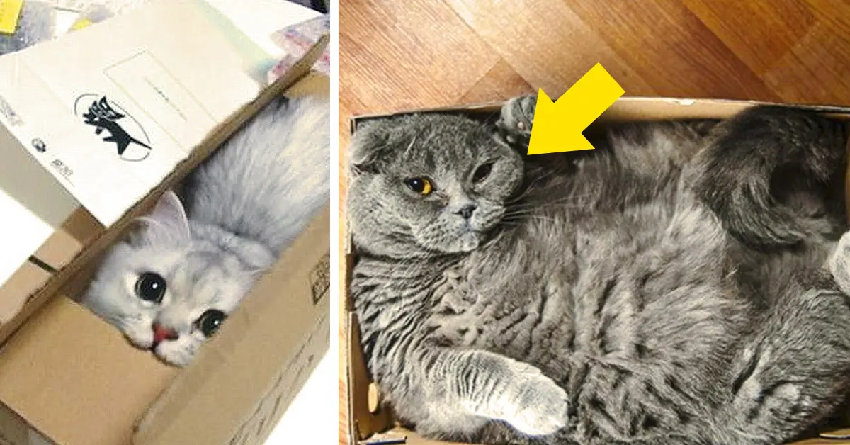 La ciencia explica por fin por qué a los gatos les gusta tanto jugar y meterse en las cajas