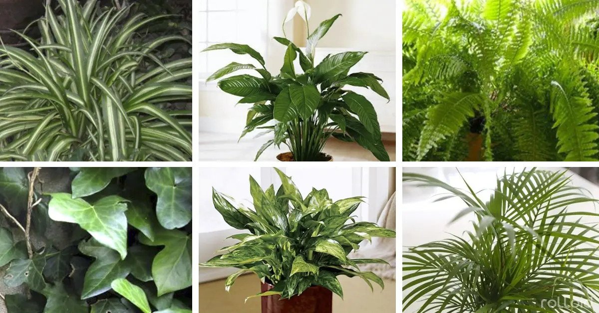 La NASA afirma que estas 12 plantas son las mejores para filtrar el aire de tu hogar
