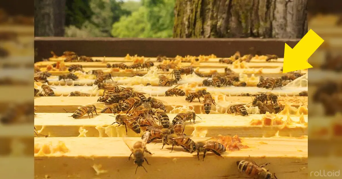 6 Maneras muy sencillas de ayudar a las abejas en este mismo momento
