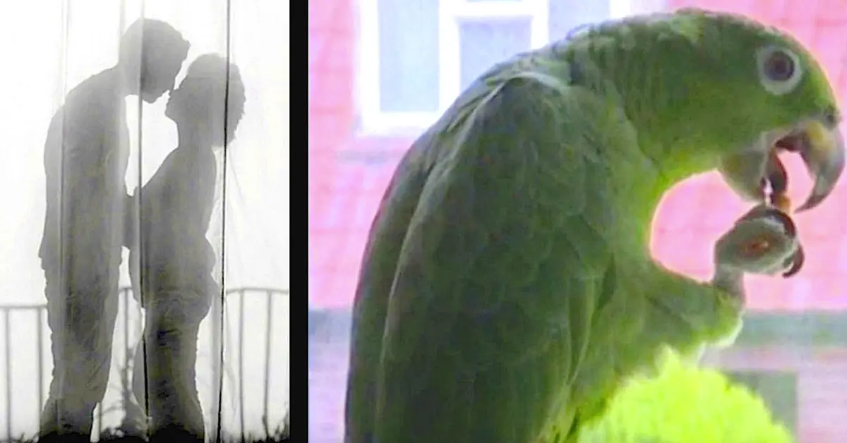 Un Hombre pasa la vergüenza de su vida cuando su loro le cuenta a su mujer que la estaba engañando con otro