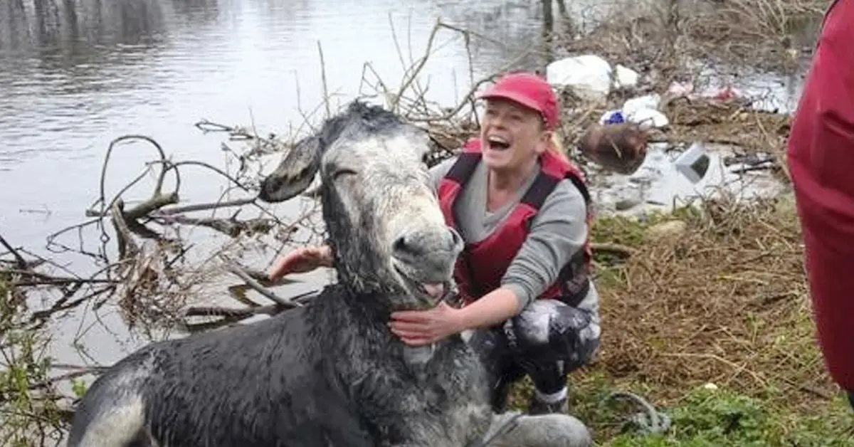 Un Burro se viraliza después de que grabasen su reacción al ser rescatado