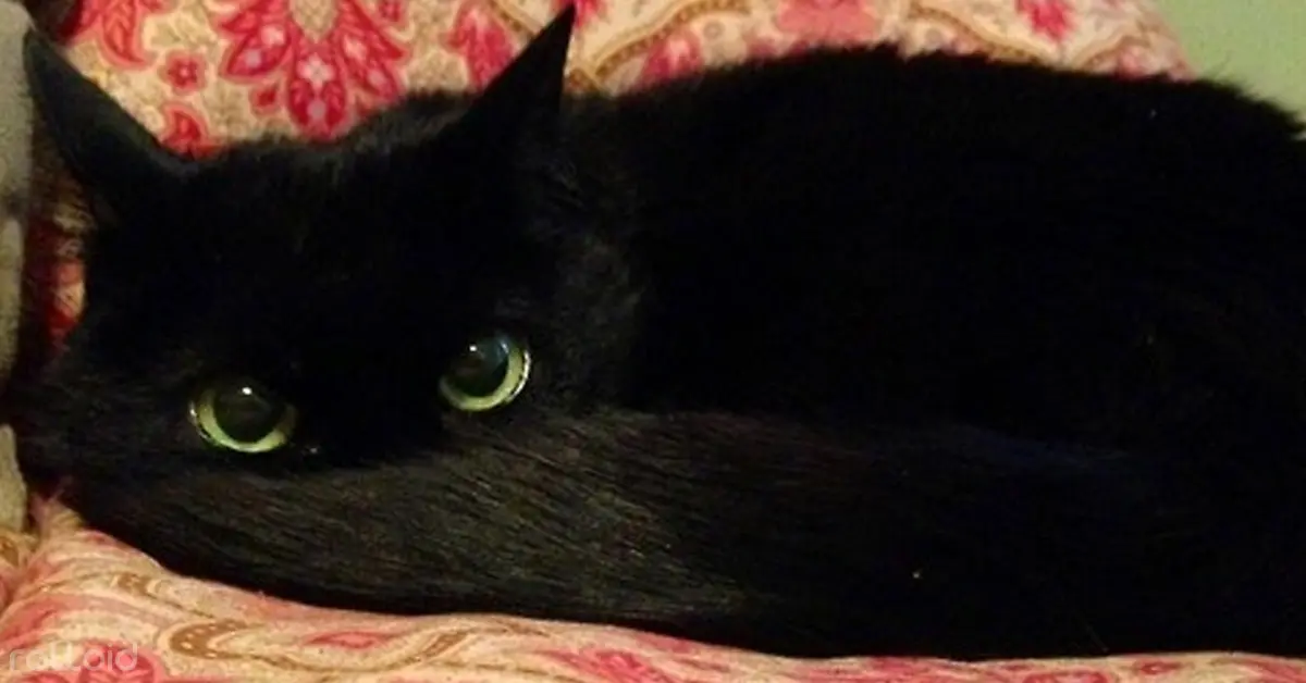 Los 15 Gatos más negros que hayas visto nunca ¡Y parecen verdaderos dragones!
