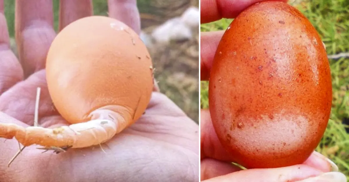 12 Tipos de huevos de lo más extraños que han sido puestos por Gallinas de verdad