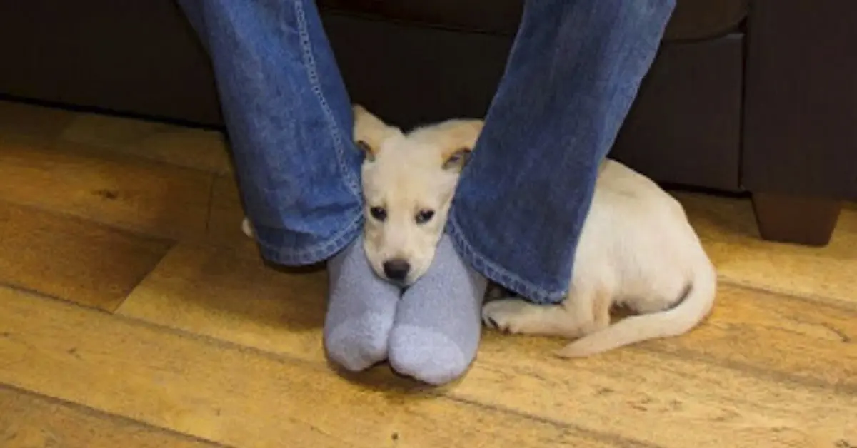 Esta es la verdadera razón por la que los perros siempre se acurrucan junto a nuestros pies