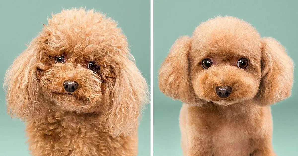 20 Divertidas imágenes de cachorros antes y después de cortarse el pelo