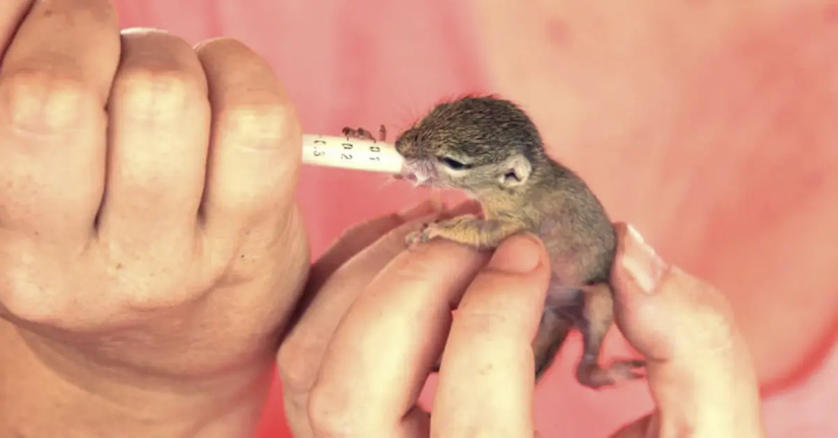 Una criaturita cayó del techo directamente sobre su cama. Fíjate en qué se ha convertido