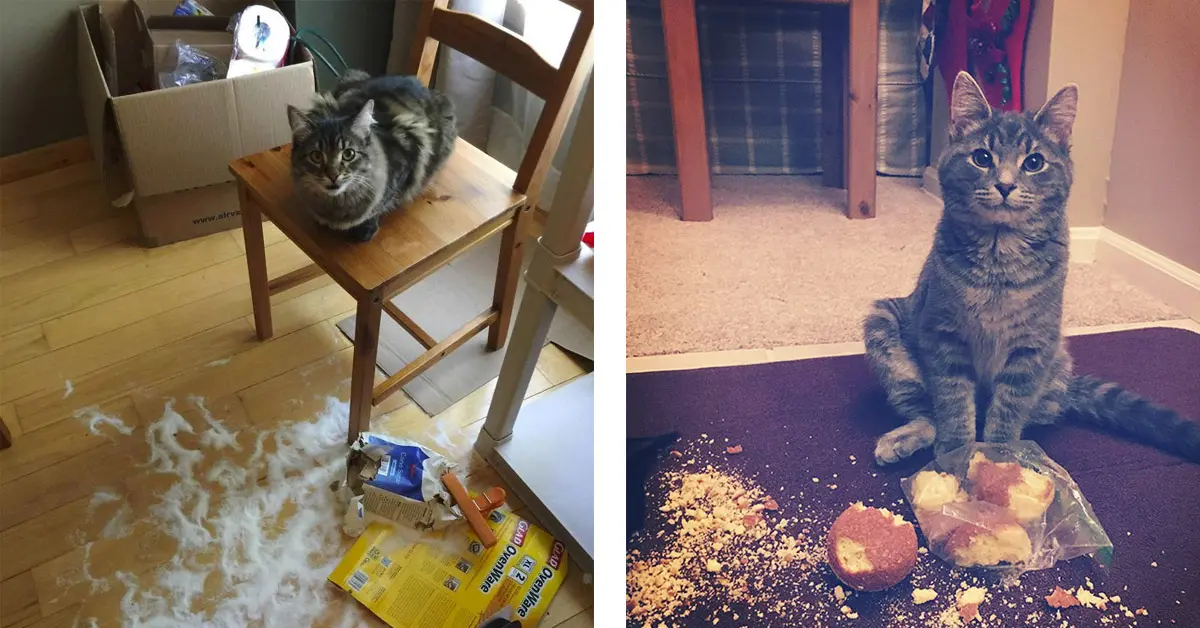 20 Imágenes de gatos traviesos que intentaron salirse con la suya con la cara que pusieron