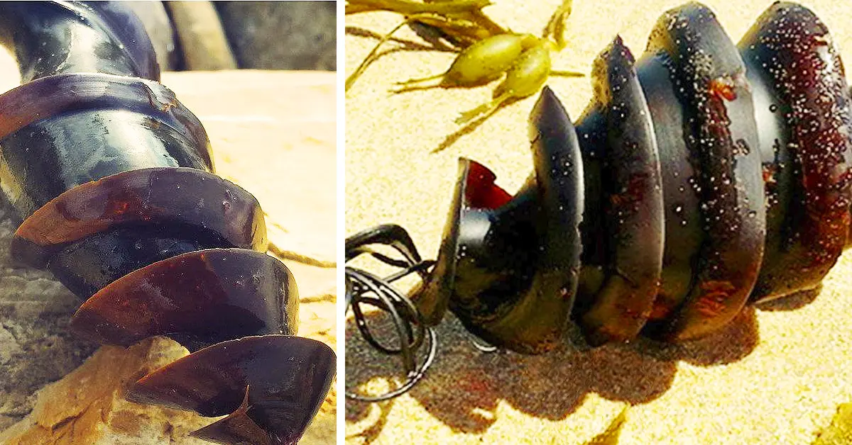 Unas helicoides negras se viralizan al estar apareciendo por algunas playas