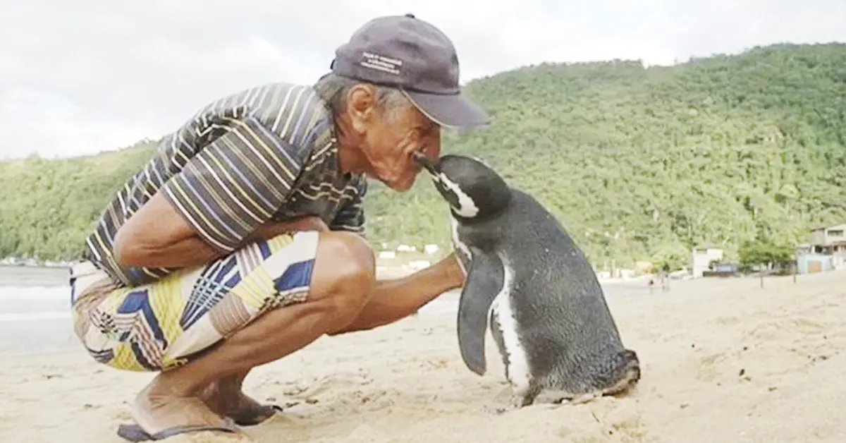 Este Pingüino atraviesa 8,000 Kilómetros cada Año para reencontrarse con el Hombre que Salvó su vida
