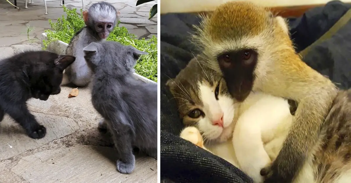 Dos gatos enseñan a un bebé mono el significado de la amistad y el amor cuando más lo necesitaba