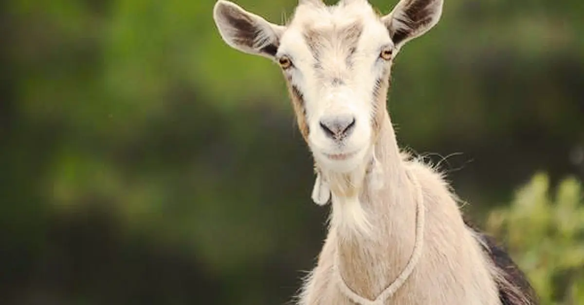 Por qué las cabras podrían sustituir a los perros en unos años