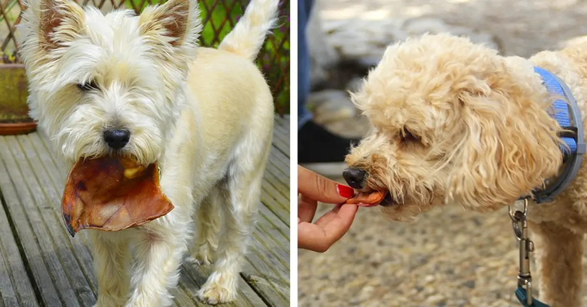 10 Cosas prohibidas que nunca deberías darle a una mascota