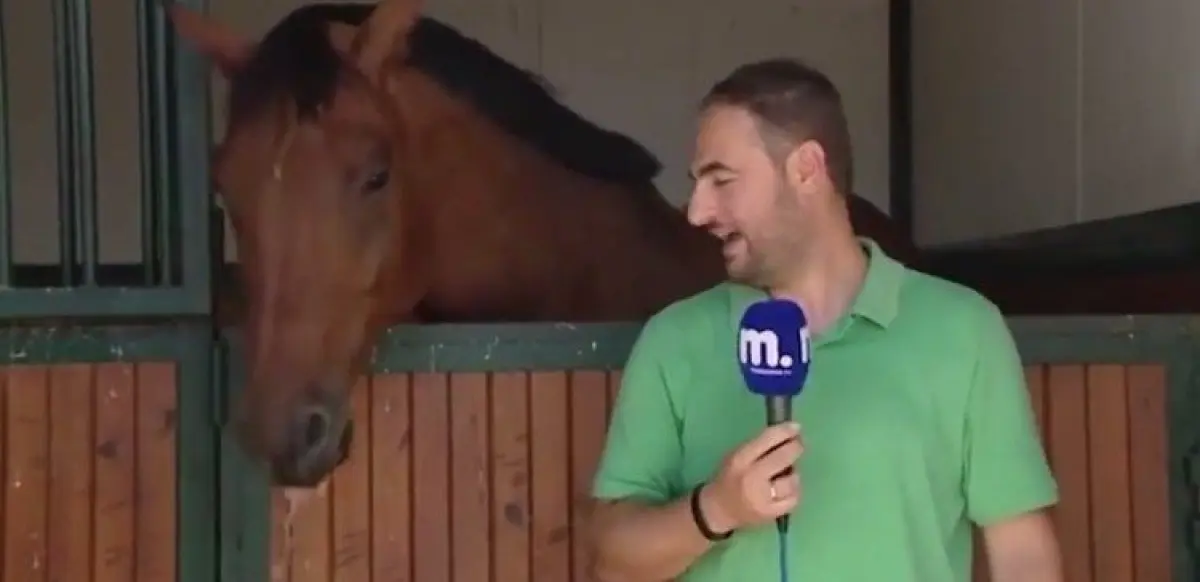 Un reportero se viraliza al caerle 'demasiado bien' a un divertido Caballo en directo