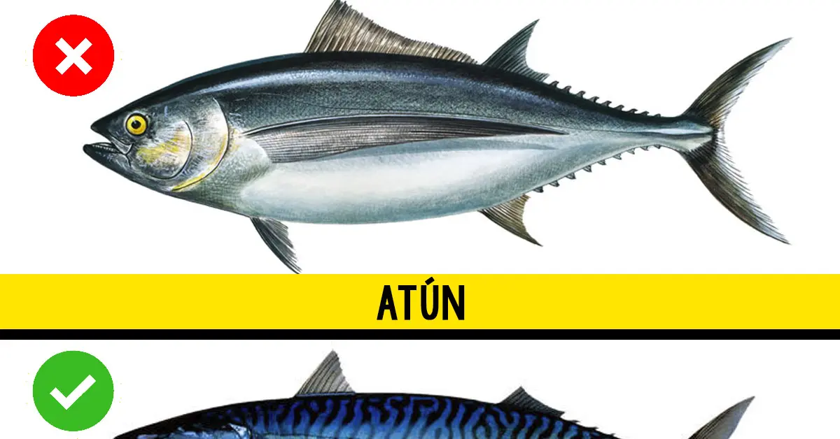 8 Tipos de Pescado que deberíamos dejar de tomar