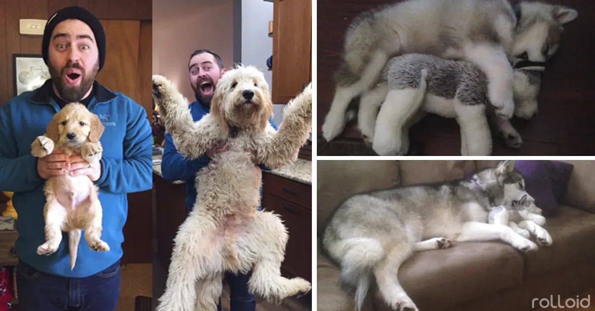 15 Fotografías de perros que no han cambiado a pesar de haber crecido tanto