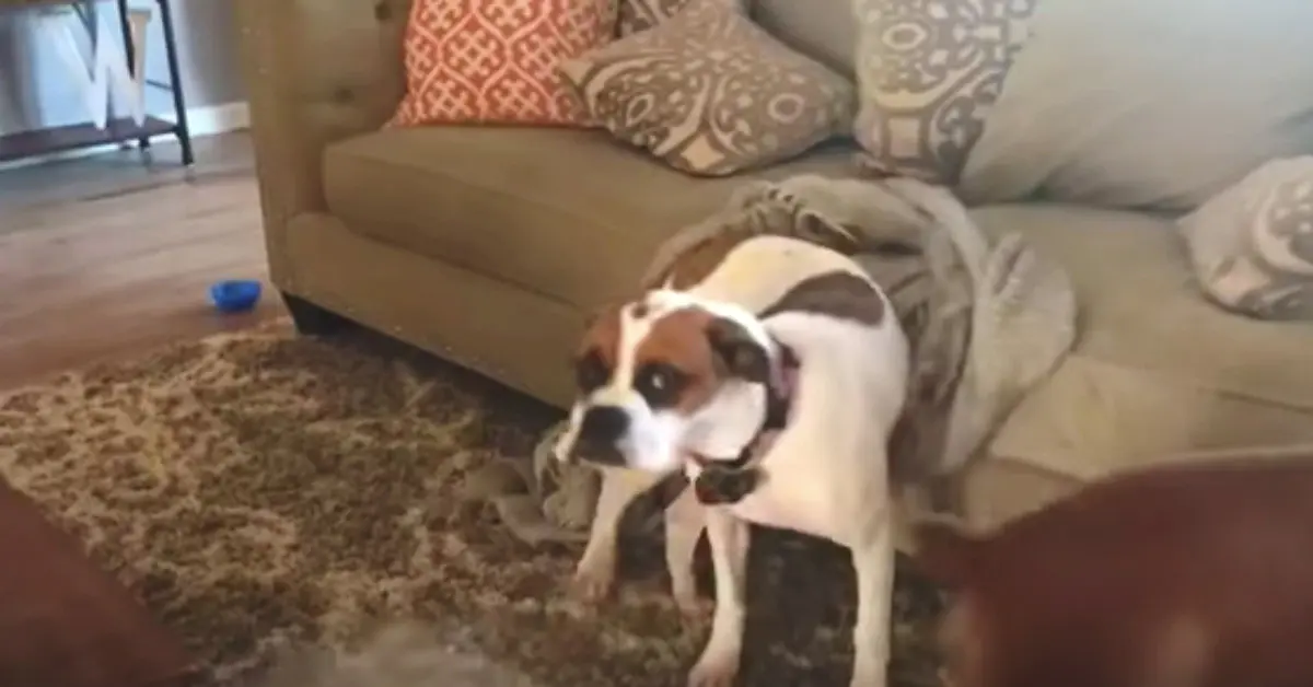 Un perro aprende por sí mismo un divertido truco para subirse al sofá tras prohibírselo su dueño