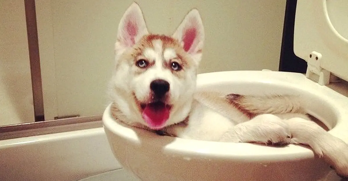 15 Divertidas mascotas que no esperaban a sus dueños tan pronto en casa...