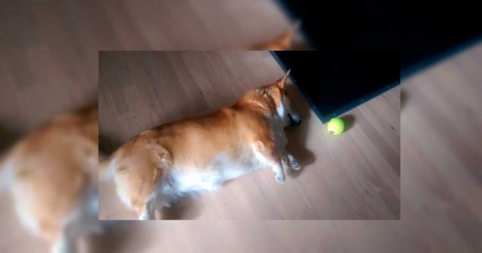 Este vago perrito quiere jugar con su pelota pero no puede llegar a ella jajaja