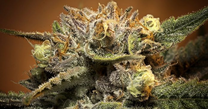 El cannabis marihuana mata el cancer banner